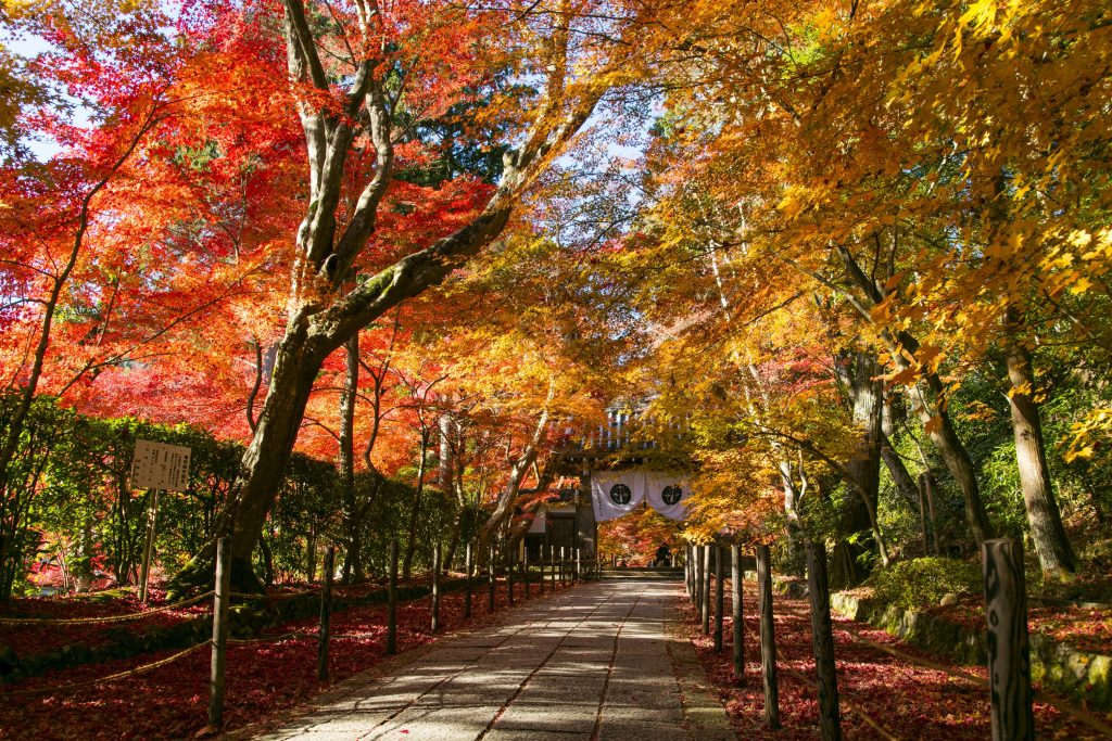 写真家おすすめの京都紅葉スポット 三千院 実相院 光明寺 京都の特等席